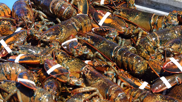 DFO study updates science behind lobster management measures in N.S., N.B. DFO study updates science behind lobster management measures in N.S., N.B.