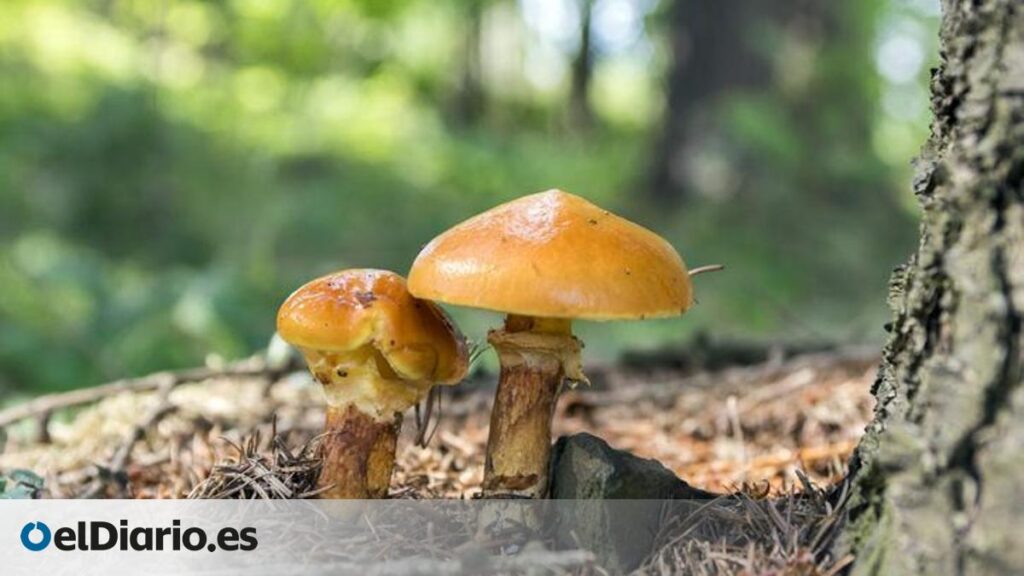 Murcia recurre a hongos para hacer sus bosques más resistentes al cambio climático Murcia recurre a hongos para hacer sus bosques más resistentes al cambio climático
