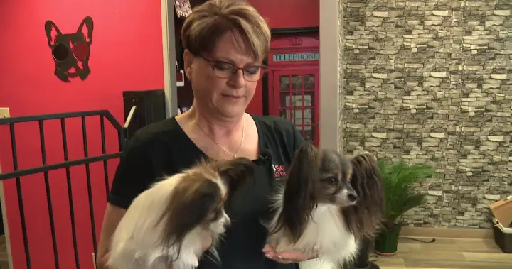 Possible WestJet strike leaves dog competitor out thousands in rebooking fees Possible WestJet strike leaves dog competitor out thousands in rebooking fees