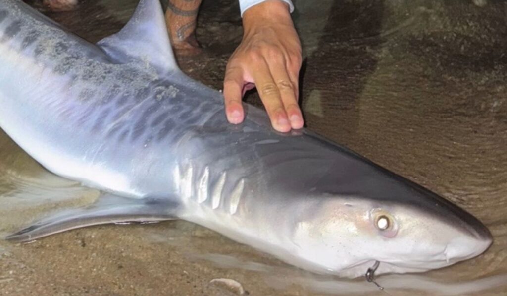 Tiger shark caught off Massachusetts could be sign of warming waters Tiger shark caught off Massachusetts could be sign of warming waters