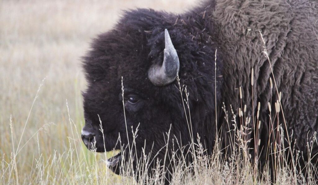 Video shows bison chasing child at Yellowstone boardwalk Video shows bison chasing child at Yellowstone boardwalk